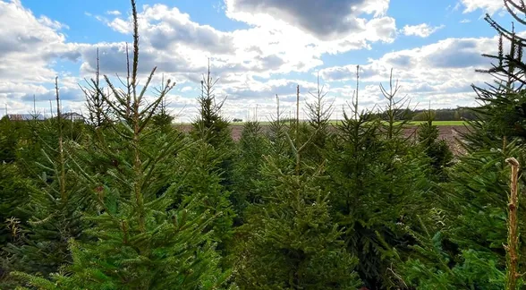 Panorama plantacji choinek