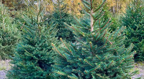 Świerki na plantacji jesienią