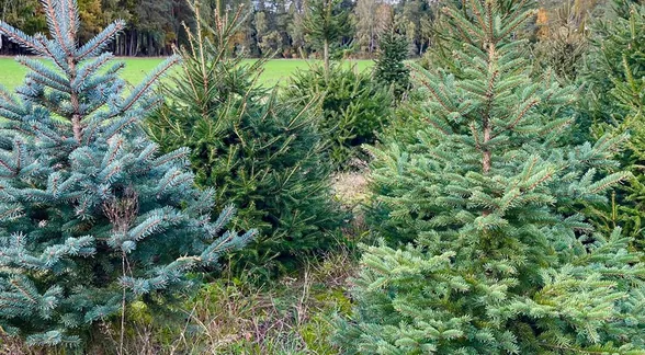 Świerki srebrne i pospolite na plantacji