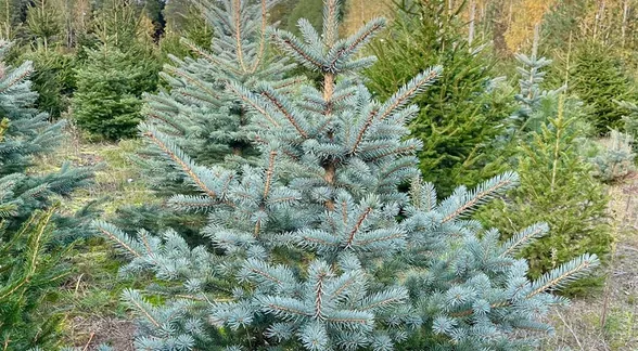 Świerk srebrny na plantacji