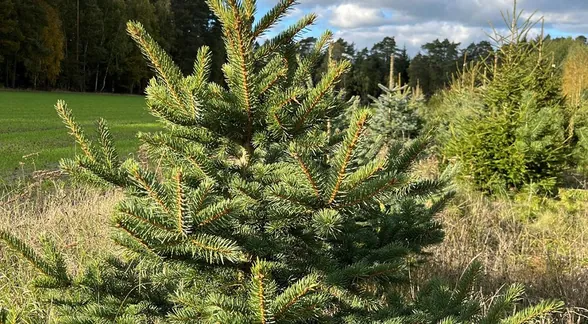 Młody świerk na plantacji
