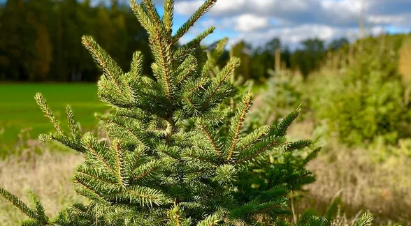 Świerk na skraju plantacji