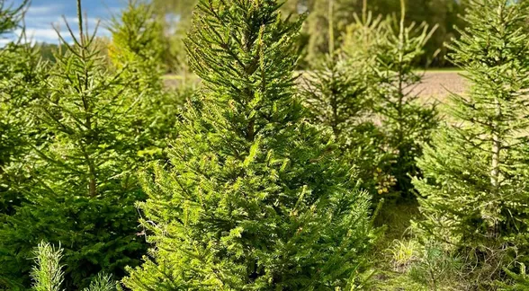 Młode świerki na plantacji