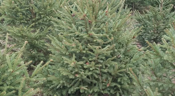 Gęste świerki na plantacji