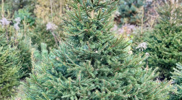 Świerk na plantacji