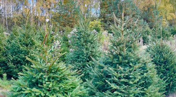 Młode choinki na plantacji