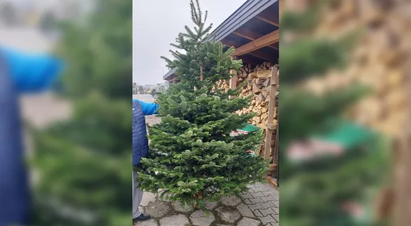 Choinka na stojaku