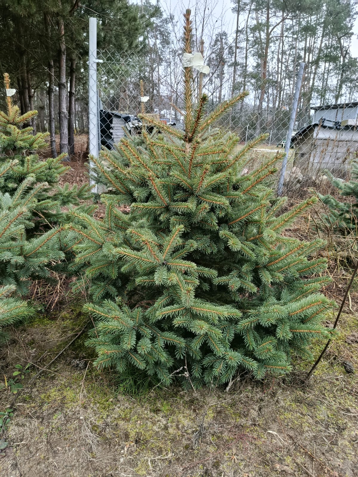 Świerk srebrny w donicy