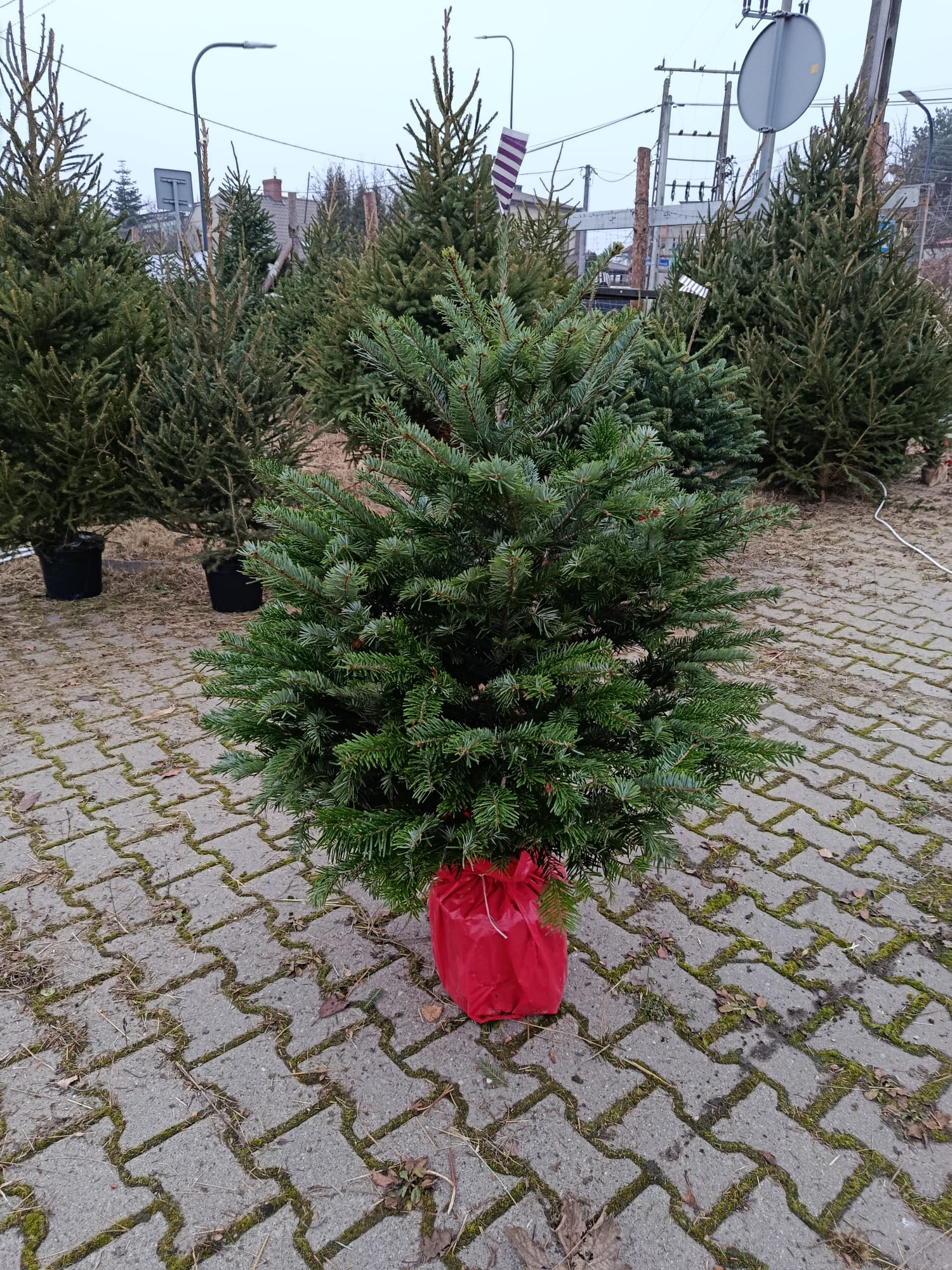 Jodła kaukaska w donicy