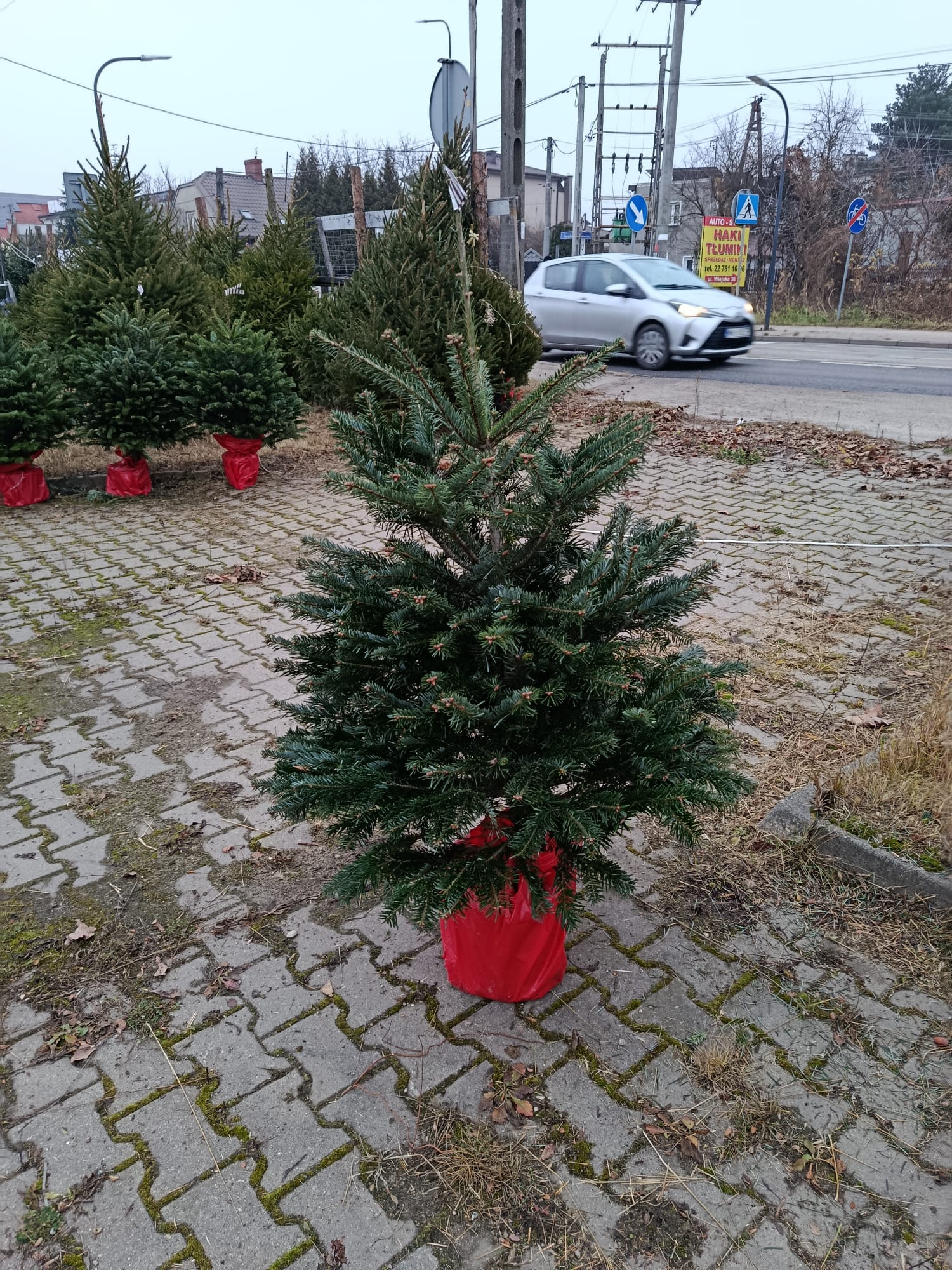 Jodła kaukaska w donicy