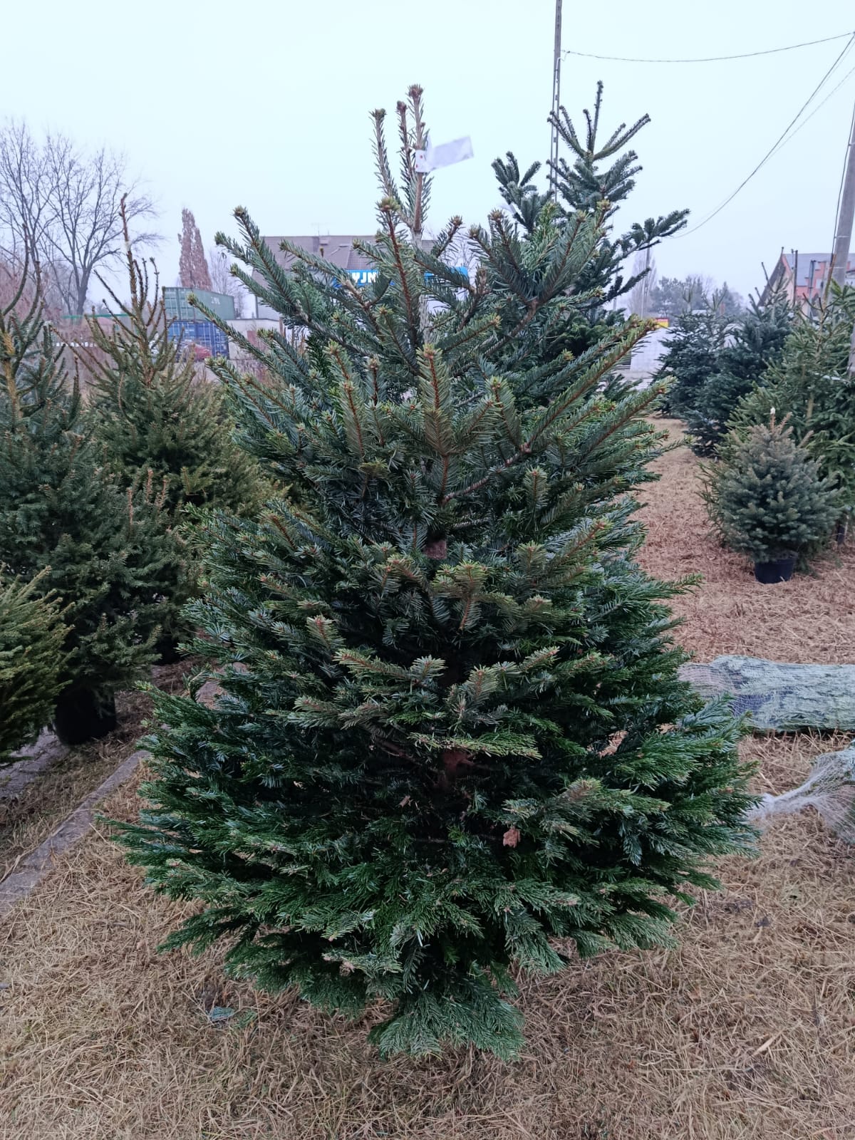Jodła kaukaska cięta premium