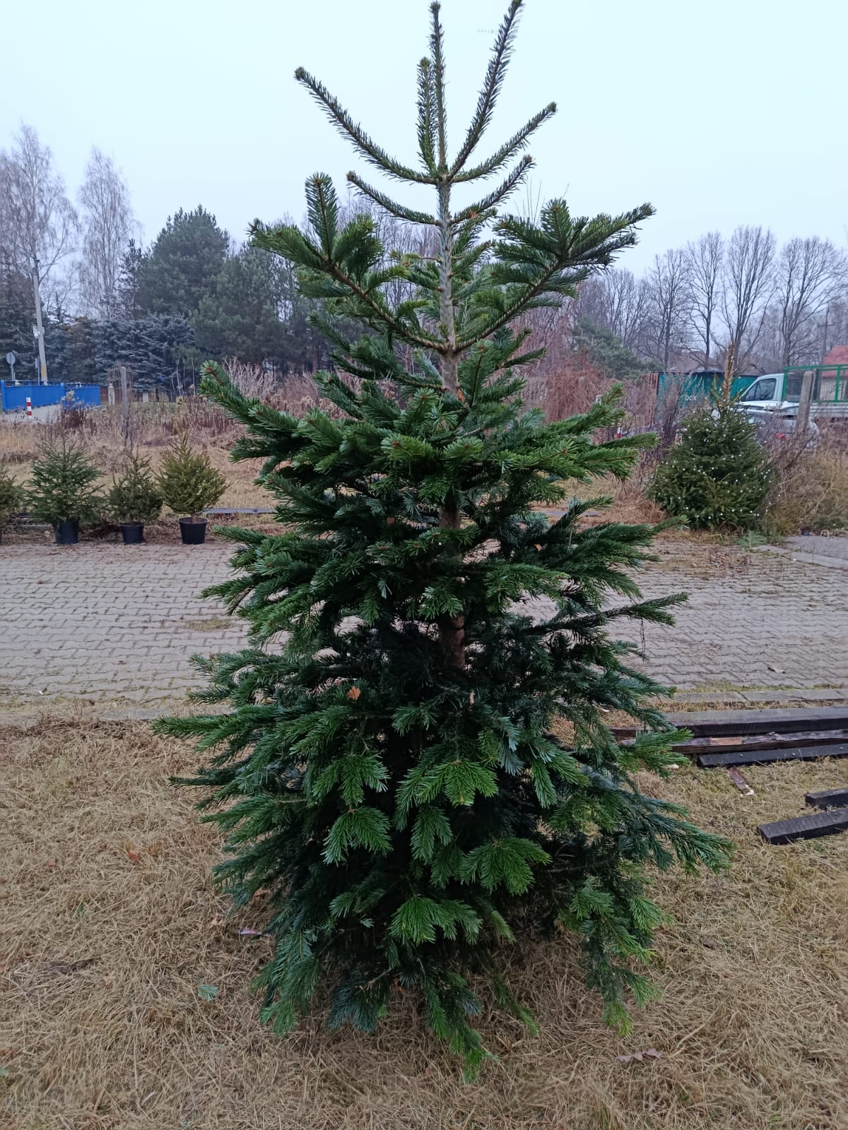 Jodła kaukaska cięta premium