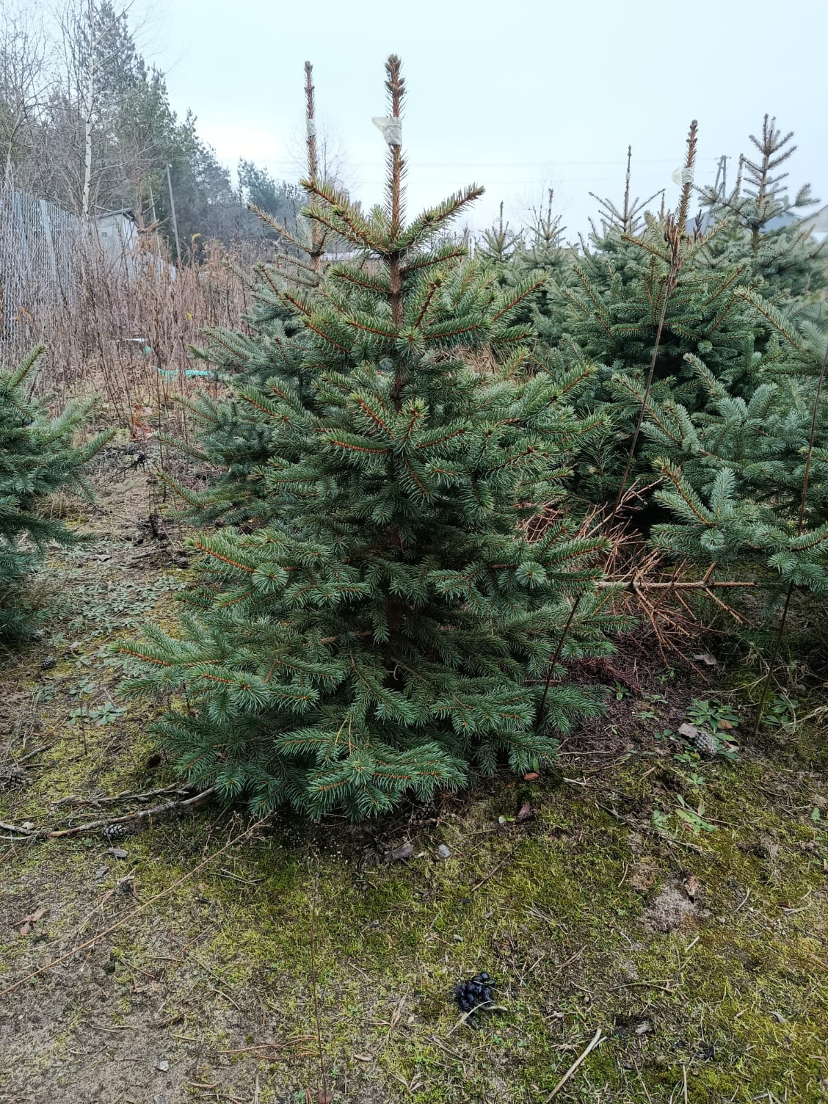 Świerk srebrny w donicy