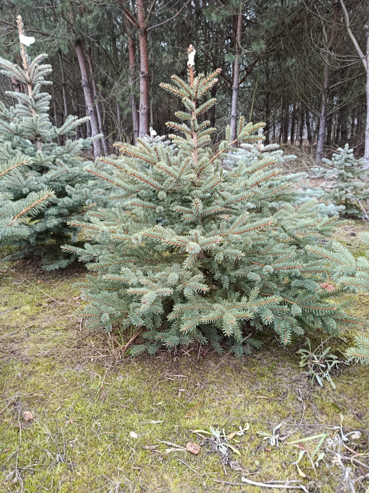 Świerk srebrny w donicy