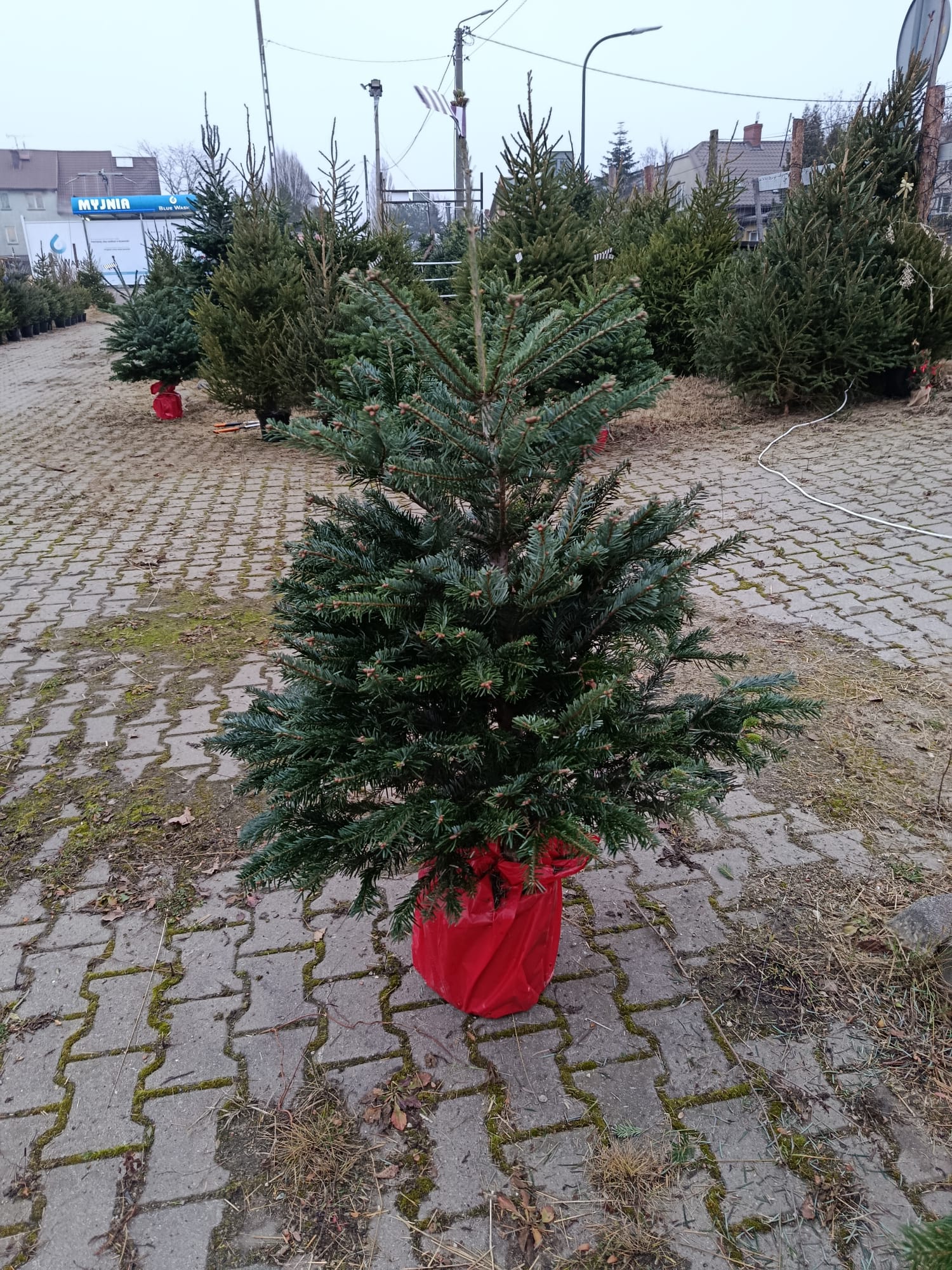 Jodła kaukaska w donicy